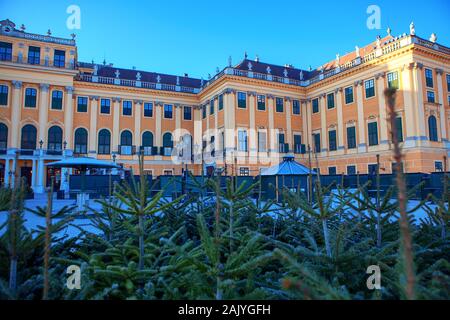 Tannen vor Schloss Schönbrunn in Wien Stockfoto