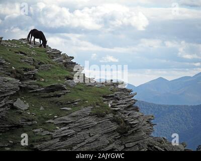 Hardy schwarz Pottok Pony Fütterung auf karge Weiden unter Schiefer Felsen auf dem Gipfel von La Rhune Berg, Pyrenäen, Frankreich Stockfoto