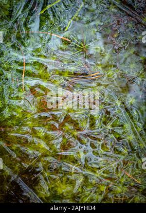 Gefrorene Sphagnum im Cairngorms Nationalpark von Schottland Moor. Stockfoto