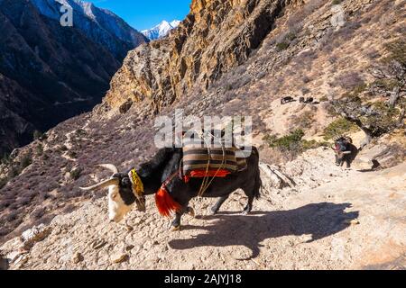 Ein yak Zug waren in der Region des Dolpo Nepal Himalaya Stockfoto