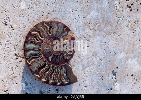 Schöne Nahaufnahme einer Ammonite Nautilus Fossilspirale. Naturobjekt Stillleben Fotografie. Stockfoto