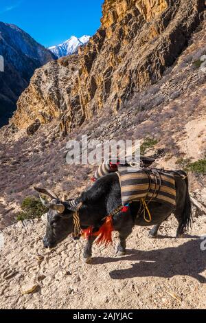 Ein yak Zug waren in der Region des Dolpo Nepal Himalaya Stockfoto