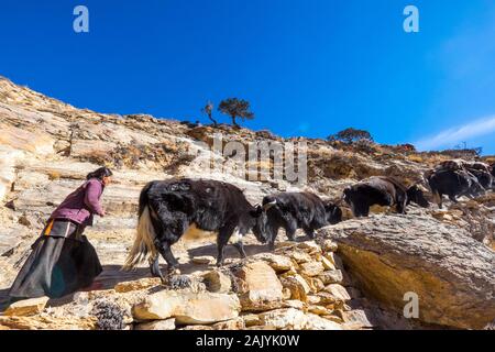 Ein yak Zug waren in der Region des Dolpo Nepal Himalaya Stockfoto