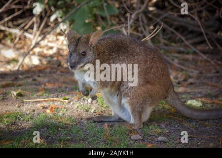 Kleine schwanger red-necked Wallaby im Schatten sitzen Stockfoto