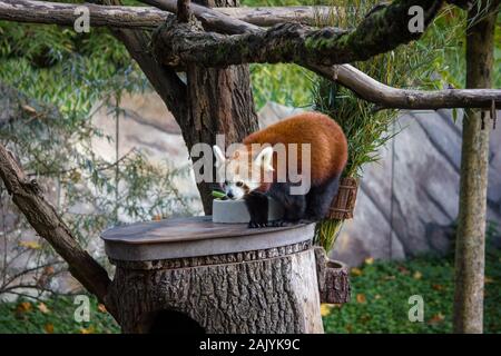 Kleine rote Panda roaming Um auf einem Baumstamm Stockfoto