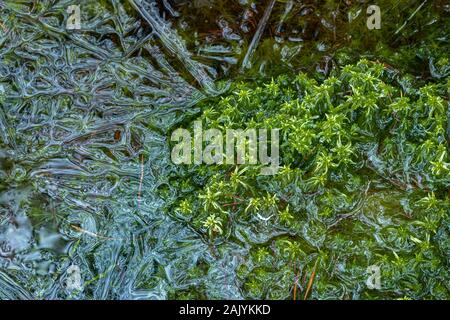 Gefrorene Sphagnum im Cairngorms Nationalpark von Schottland Moor. Stockfoto