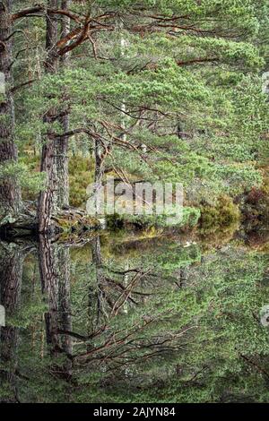 Uath man bei Glen Feshie im Cairngorms National Park von Schottland. Stockfoto