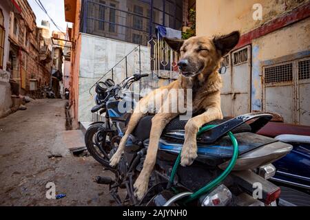 Indische Straße Hund in Jaisalmer, Rajasthan, Indien Stockfoto