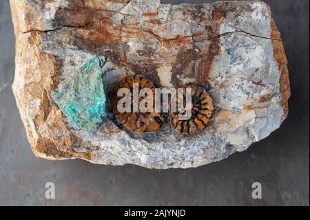 Fossile Ammoniten und Chrusocolla Stein. Still life Fotografie. Stockfoto