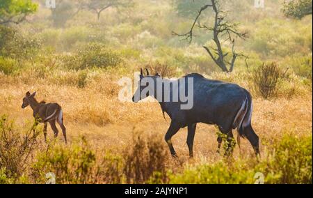 Nilgai oder Blue Bull ist die größte asiatische Antilopen und ist endemisch auf dem indischen Subkontinent. Das einzige Mitglied der Gattung Boselaphus. Ranthambore Nati Stockfoto