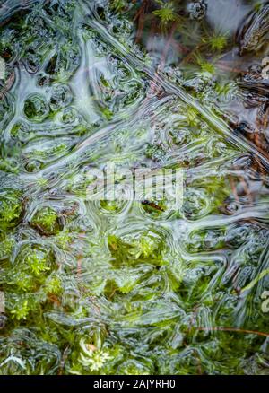 Gefrorene Sphagnum im Cairngorms Nationalpark von Schottland Moor. Stockfoto