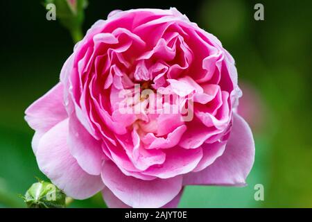 Die rosa Blume eines Harlow Carr rose Stockfoto