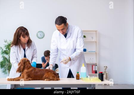 Der Tierarzt Arzt prüfen Golden Retriever Hunde in der Klinik Stockfoto