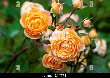 Die Mandarine-orange Blüten einer Lady Emma Hamilton rose Stockfoto