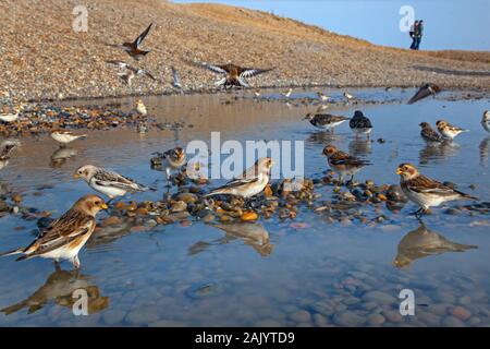 Schneeammer Plectrophenax nivalis auf Salthouse Beach Norfolk Stockfoto