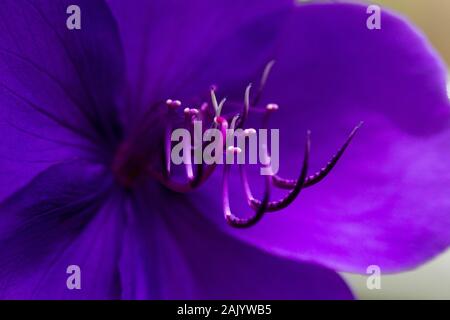 Die Blume einer Herrlichkeit bush (Tibouchina urvilleana) Stockfoto