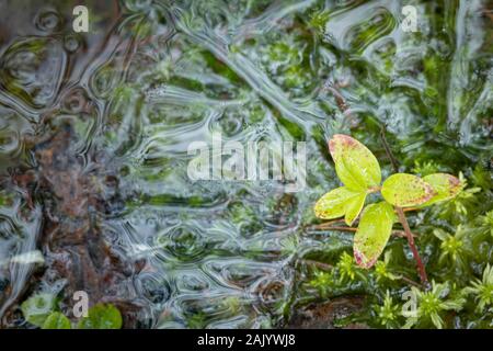 Gefrorene Sphagnum im Cairngorms Nationalpark von Schottland Moor. Stockfoto