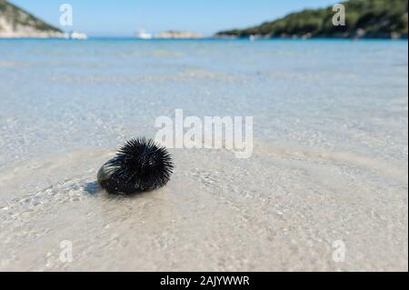 Seeigel auf einem Porto Atheras Strand, Kefalonia, Ionische Inseln, Griechenland, Europa Stockfoto