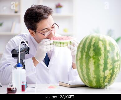 Die Wissenschaftler testen Wassermelone im Labor Stockfoto