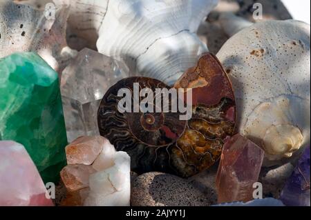 Fossile Ammoniten und Muscheln. Kristalle Kristalle und Steine und Muscheln in Licht und Schatten Rainbow Light. Natürliche Objekt still life Fotografie. Stockfoto