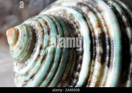 Makrofotografie von leere Hülle eines grünen Turban Schnecke, ein gastropode von tropischen Meer Wasser Stockfoto