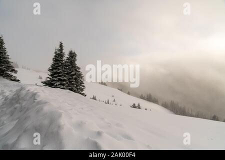 Hurricane Ridge in Olympic National Park, Washington. Stockfoto