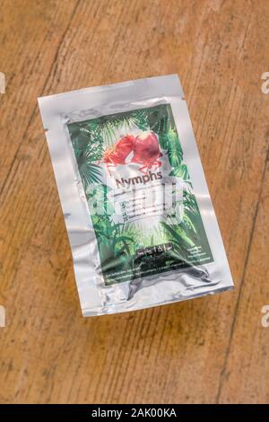 Pack Essbare Insekten / Neuheit essen - Nymphen/Pygoplatys Auropunctatus. Konzept Insekten als menschliche Nahrung, entomophagy, Essen käfer, insekt Snacks Stockfoto