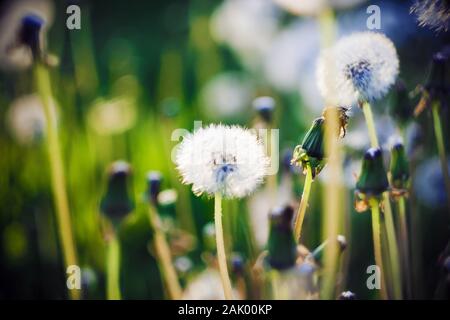 Flauschigen weißen Löwenzahn Blumen wachsen Gras in einer Lichtung, die von hellem Sonnenlicht im Sommer beleuchtet. Stockfoto