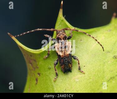 Weniger Thorn - gespitzt Longhorn Beetle (Pogonochreus hispidus) auf der Unterseite der Holly leaf im Januar. Tipperary, Irland Stockfoto