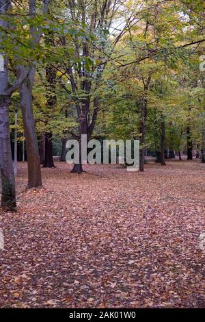 Ein Park im Herbst mit vielen Blätter auf dem Boden Stockfoto