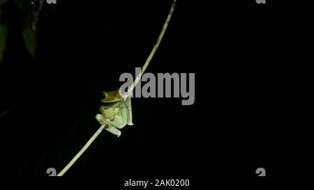 Hypsiboas Baumfrosch hängt nachts allein von einem Zweig im Amazonas-Regenwald in Peru Stockfoto