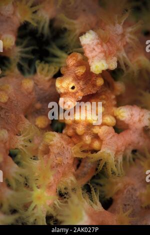 Pygmy seahorse auch bekannt als Bargibant der Seepferdchen (Hippocampus Bargibanti). Unterwasser Makrofotografie von Anilao, Philippinen Stockfoto