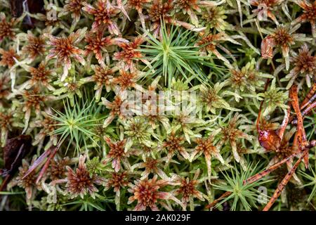 Sphagnum Moor Pflanzen bei Abernethy Naturschutzgebiet in den Highlands von Schottland. Stockfoto