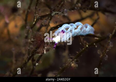 Nacktschnecke Pteraeolidia semperi. Unterwasser Makrofotografie von Anilao, Philippinen Stockfoto