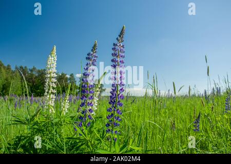 Weiß und Lila Lupin Blumen auf der grünen Wiese und blauer Himmel Stockfoto