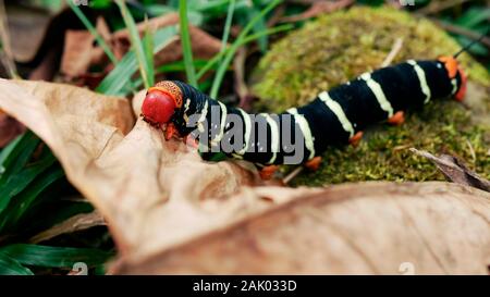 Tetrio sphinx Caterpillar essen eine getrocknete Blatt im Amazonas Regenwald in Peru Stockfoto