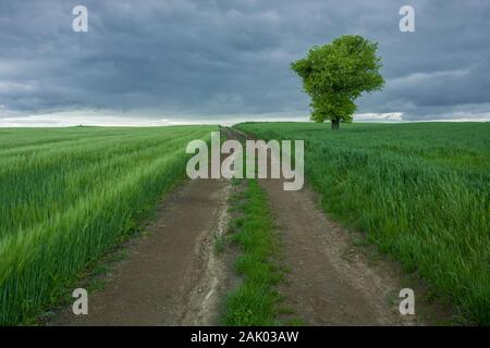 Lange, unbefestigte Straße durch grüne Felder mit Getreide, einsamer Baum und dunklen regnerischen Wolken Stockfoto