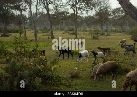 Schafe und Ziegen weiden entlang der Waldfläche in Masinagudi, Mudumalai Nationalpark, Tamil Nadu, Karnataka, Indien Stockfoto