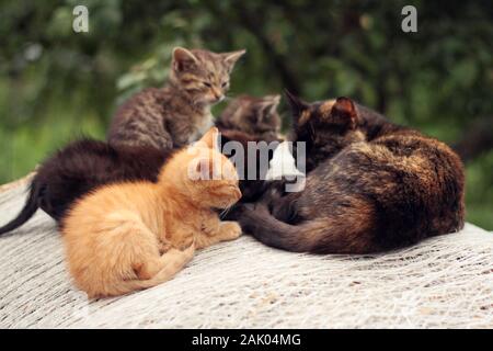 Katze mit Kätzchen - Gruppe von bunten Kätzchen (Ingwer, schwarz und tabby) und ihre Mutter liegend und ruhend zusammen in einer Gruppe auf einem Ballen Stroh i Stockfoto