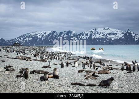 Pelzrobben Erwachsene und Welpen und König Pinguine am Strand an der Salisbury Plain, Südgeorgien, Antarktis Stockfoto