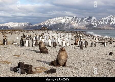 Pelzrobben Erwachsene und Welpen und König Pinguine am Strand an der Salisbury Plain, Südgeorgien, Antarktis Stockfoto