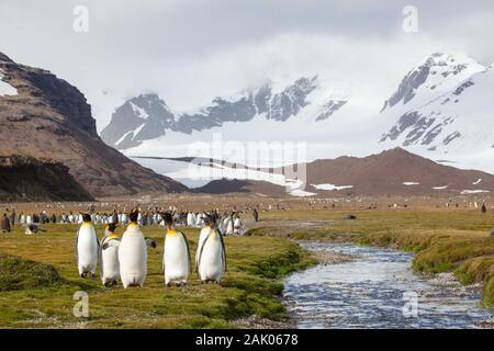 König Pinguinkolonie, Salisbury Plain, Südgeorgien, Antarktis Stockfoto