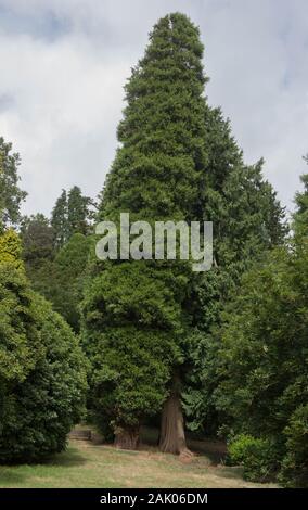 Grüne Laub von einem immergrünen Nadelbäumen Western Red Cedar, Pacific Red Cedar, riesigen Lebensbaum oder riesige Zeder (Thuja plicata) in einem Park Stockfoto