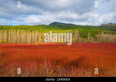 Wicker Feld. Cañamares, Cuenca Provinz, Castilla La Mancha, Spanien. Stockfoto