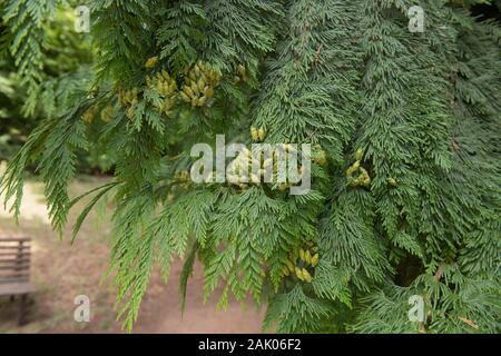 Grüne Laub von einem immergrünen Nadelbäumen Western Red Cedar, Pacific Red Cedar, riesigen Lebensbaum oder riesige Zeder (Thuja plicata) in einem Park Stockfoto