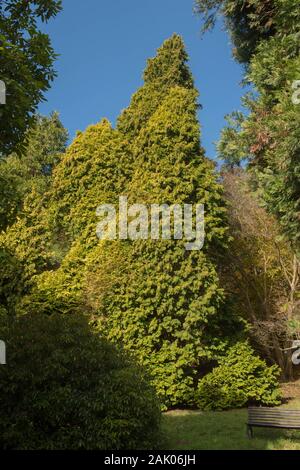 Grüne Laub von einem immergrünen Nadelbäumen Western Red Cedar, Pacific Red Cedar, riesigen Lebensbaum oder riesige Zeder (Thuja plicata) in einem Park Stockfoto