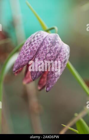 Die Schlange Kopf fritillary wächst in einem englischen Country Garden Stockfoto