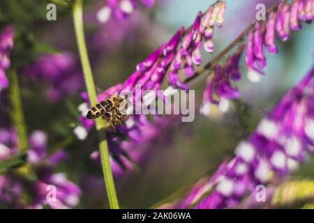 Fliegende Biene unter Blumen Vicia, lila Blüten Feld, Sommertag, verschwommener Hintergrund Stockfoto