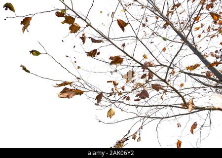 Bäume isoliert gegen den weißen Hintergrund Eiche Ahorn linden Birke. Stockfoto