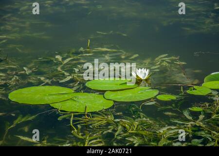 Weiße Seerose Blumen und grüne Blätter auf der Oberfläche des Wassers Stockfoto